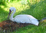 Schneekranich im Klner Zoo - 14.06.2022