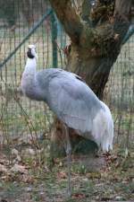 Indischer Saruskranich (Grus antigone antigone) am 13.12.2009 im Tierpark Berlin