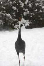 Ein Weinackenkranich (Grus vipioin) spaziert durch den Schnee.