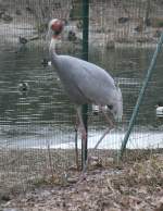 Indischer Saruskranich (Grus antigone antigone) am 9.2.2010 im Zoo Karlsruhe.