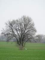 Baum mit kranich