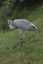 Kanadakranich (Grus canadensis) am 18.9.2010 im Zoo Sauvage de Saint-Flicien,QC.