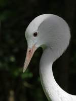 Paradieskranich - Tierpark Berlin