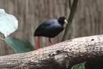 Mohrenralle oder Mohrensumpfhuhn (Amaurornis flavirostra) am 4.6.2010 im Vogelpark Steinen.