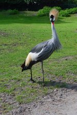 Sehr fotogen ist der Kronenkranich im Serengetipark, 9.9.15 