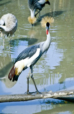 Kronenkranich (Balearica pavonina) Im Singapur Zoo.