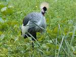 Kronenkranich im Rostocker Zoo am 02.06.2016