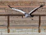 Ein Kronenkranich wurde Mitte Dezember 2010 im Zoo Madrid whrend einer Flugvorfhrung prsentiert.