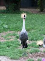 Ein Kronenkranich aus dem Berliner Zoo