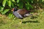 Teichhuhn im Freizeitpark Rheinbach - 31.07.2015