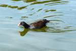 Teichhuhn im See des Freizeitparks Rheinbach - 31.07.2015