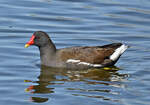 Teichhuhn im See des Freizeitparks Rheinbach - 04.04.2023