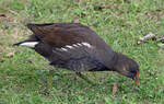 Teichhuhn auf der Wiese im Freizeitpark Rheinbach - 23.09.2023