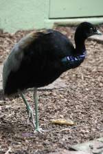 Grauflgel-Trompetervogel (Psophia crepitans) am 3.8.2010 im Frankfurter Zoo.