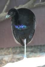 Graurcken-Trompetervogel (Psophia crepitans) im Tierpark Berlin.