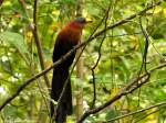 Gelbschnabel-Malkoha (Phaenicophaeus calyorhynchus) im Tangkoko National Park - Manado (Nordost-Sulawesi, November 2013).