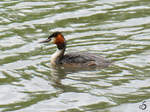 Eine Haubentaucher auf dem mminger See