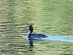 Ein Haubentaucher im April 2018 auf dem Heiligen See in Potsdam.