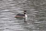 Haubentaucher (Podiceps cristatus) am 12.2.2009 am Oberrhein bei Altenheim.