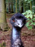 Groer Emu im Tiergehege Zeulenroda.