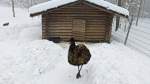 Emu im Tiergehege Zeulenroda.