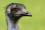 Emu