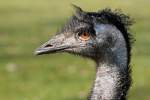 Emu