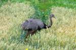 Ein Nandu in einem Getreidefeld in Schleswig-Holstein; 14.07.2011