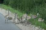 Ungeduldig warten 10 Nandu-Kken am Rand einer kleinen Kreisstrasse bei Schattin (NWM) auf die berquerung der Fahrbahn.