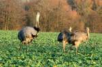 Ein Nandu-Hahn mit seinen Jungtieren auf einem Feld bei bei Schattin (NWM).