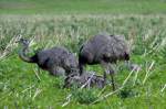 Und schon fressen sie wieder komplette Felder in Mecklenburg kahl und sorgen fr eine Hungersnot in Norddeutschland;-) Nandus auf einem Feld bei Schattin; 06.09.2012