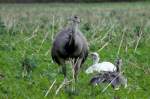 Nandus auf einem Feld bei Schattin; 06.09.2012