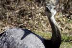 Ein Nandu-Hahn am Waldrand bei Utecht (NWM), 06.04.2013