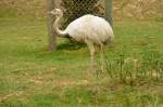 Albino Nandu im Wildpark Schwarzach.