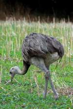 Eine Nandu-Henne auf einem Feld bei Schattin; 27.08.2013