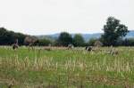 Ein Nandu-Hahn mit seinen 10 Kken auf einem Feld bei Schattin; 27.08.2013