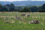 Ein Nandu-Hahn mit seinen 10 Kken auf einem Feld bei Schattin; 27.08.2013