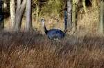 Im Wald trifft man die Nandus selten an.