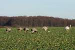 Bei meiner heutigen Nandubeobachtung zhlte ich 48 Nandus in Nord-West-Mecklenburg.