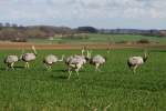 Eine Gruppe Nandus auf einem Feld bei Rieps (NWM).