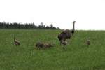 Ein Nandu-Hahn mit sieben Kken auf einer Wiese bei Utecht; 25.08.2014