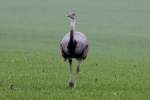 Eine Nandu-Henne auf einem Feld bei Niendorf.