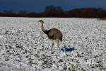 Eine Nandu Henne auf einem eingeschneiten Feld bei Bk in Schleswig-Holstein; 17.01.2016