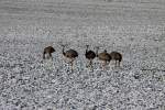 Fnf Nandus auf einem Eingeschneiten Feld bei Hohenleuchte in Schleswig-Holstein; 17.01.2016