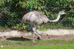 Ein Nandu im Serengetipark, 9.9.15