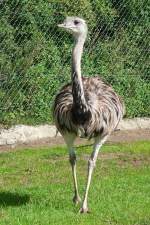 Ein Nandu im Serengetipark, 9.9.15