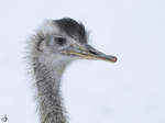 Ein Nandu im Dortmunder Zoo.