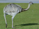 Ein Nandu im Zoo Safaripark Stukenbrock.