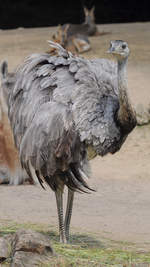 Ein Nandu im Zoo Dortmund.