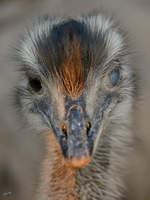   Ein Nandu Mitte Februar 2015 im Zoo Dortmund.